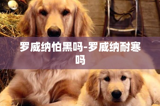 羅威納怕黑嗎-羅威納耐寒嗎