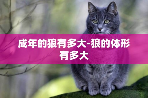 成年的狼有多大-狼的體形有多大