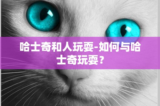 哈士奇和人玩耍-如何與哈士奇玩耍？