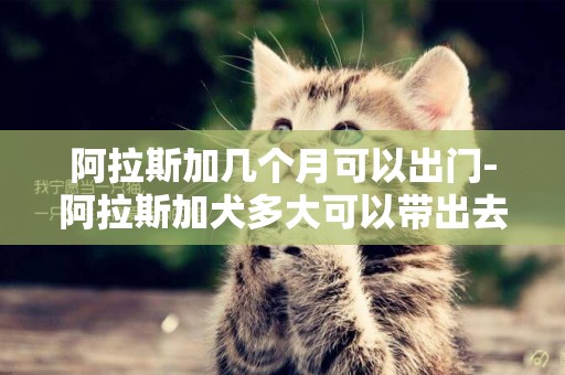 阿拉斯加幾個月可以出門-阿拉斯加犬多大可以帶出去走走