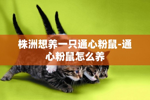 株洲想養一只通心粉鼠-通心粉鼠怎么養