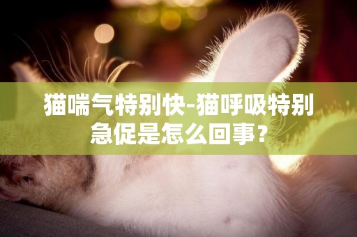 貓喘氣特別快-貓呼吸特別急促是怎么回事？