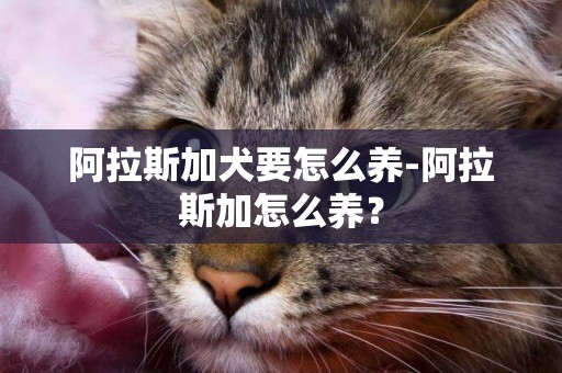 阿拉斯加犬要怎么養-阿拉斯加怎么養？
