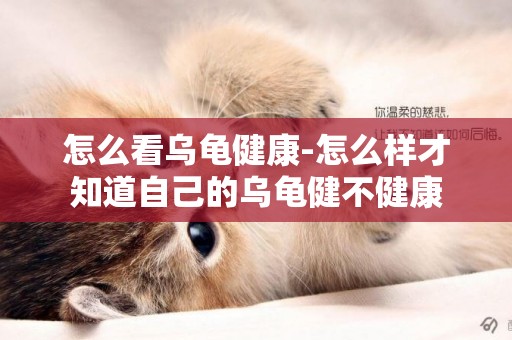 怎么看烏龜健康-怎么樣才知道自己的烏龜健不健康