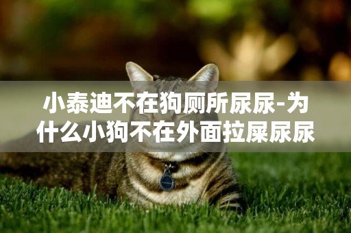 小泰迪不在狗廁所尿尿-為什么小狗不在外面拉屎尿尿？