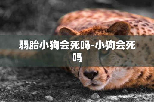弱胎小狗會死嗎-小狗會死嗎