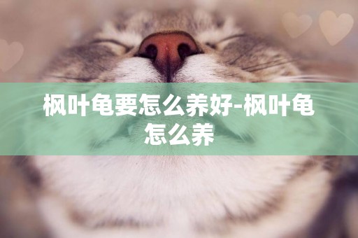 楓葉龜要怎么養好-楓葉龜怎么養