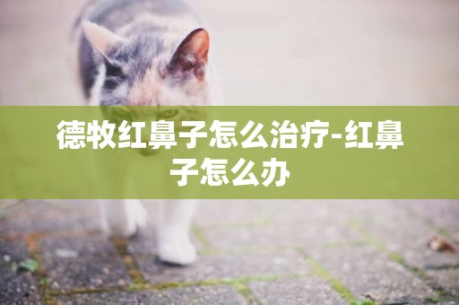 德牧紅鼻子怎么治療-紅鼻子怎么辦
