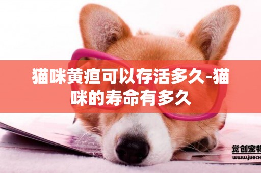 貓咪黃疸可以存活多久-貓咪的壽命有多久
