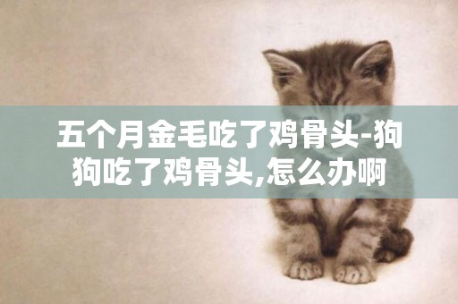五個月金毛吃了雞骨頭-狗狗吃了雞骨頭,怎么辦啊