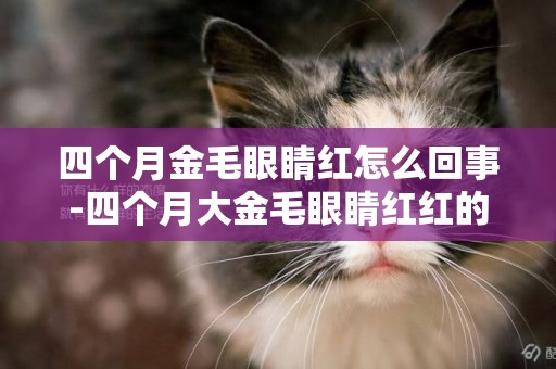 四個月金毛眼睛紅怎么回事-四個月大金毛眼睛紅紅的有淚痕是什么情況