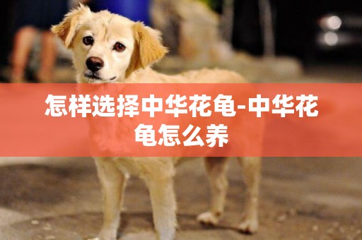 怎樣選擇中華花龜-中華花龜怎么養