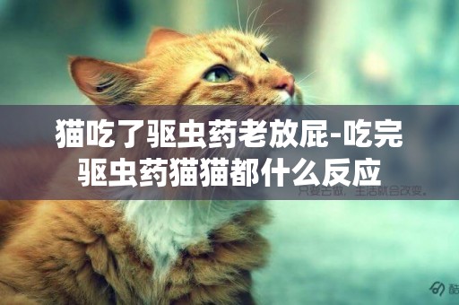 貓吃了驅蟲藥老放屁-吃完驅蟲藥貓貓都什么反應