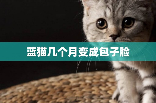 藍貓幾個月變成包子臉