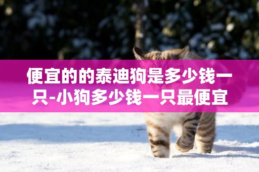 便宜的的泰迪狗是多少錢一只-小狗多少錢一只最便宜