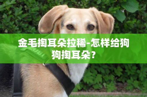 金毛掏耳朵拉稀-怎樣給狗狗掏耳朵？