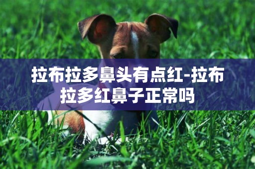 拉布拉多鼻頭有點紅-拉布拉多紅鼻子正常嗎