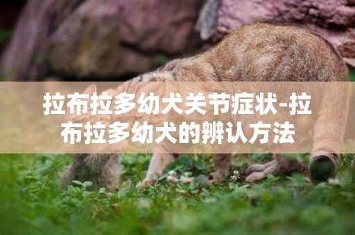 拉布拉多幼犬關節癥狀-拉布拉多幼犬的辨認方法