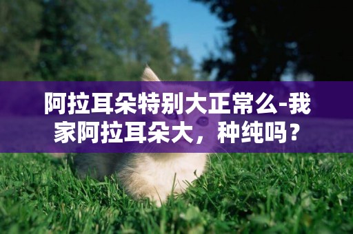 阿拉耳朵特別大正常么-我家阿拉耳朵大，種純嗎？