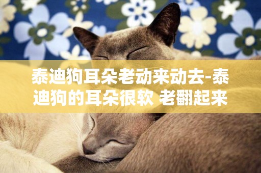 泰迪狗耳朵老動來動去-泰迪狗的耳朵很軟 老翻起來的 為什么