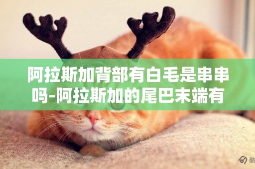 阿拉斯加背部有白毛是串串嗎-阿拉斯加的尾巴末端有白毛純不純呢?有人告訴我說不好了。不純是真的嗎。
