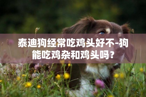 泰迪狗經常吃雞頭好不-狗能吃雞雜和雞頭嗎？