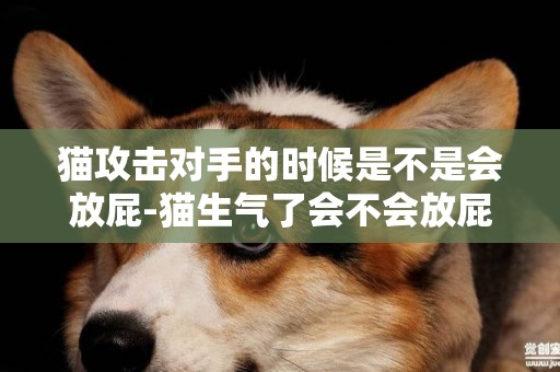 貓攻擊對手的時候是不是會放屁-貓生氣了會不會放屁