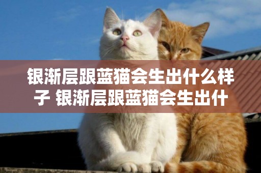 銀漸層跟藍貓會生出什么樣子 銀漸層跟藍貓會生出什么小貓