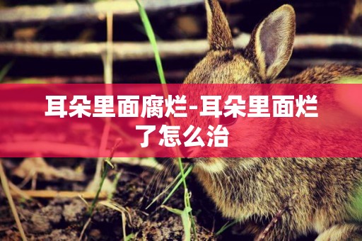 耳朵里面腐爛-耳朵里面爛了怎么治