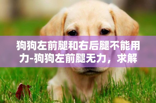 狗狗左前腿和右后腿不能用力-狗狗左前腿無力，求解答，急