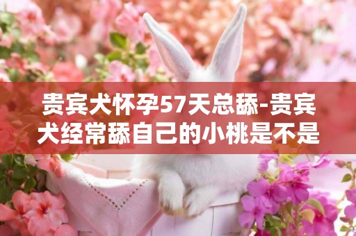 貴賓犬懷孕57天總舔-貴賓犬經常舔自己的小桃是不是懷孕了