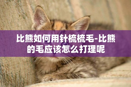 比熊如何用針梳梳毛-比熊的毛應該怎么打理呢