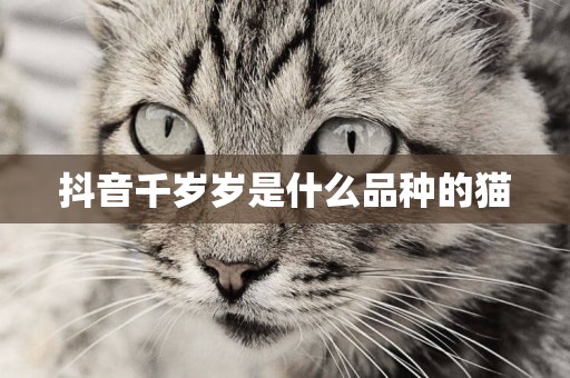 抖音千歲歲是什么品種的貓