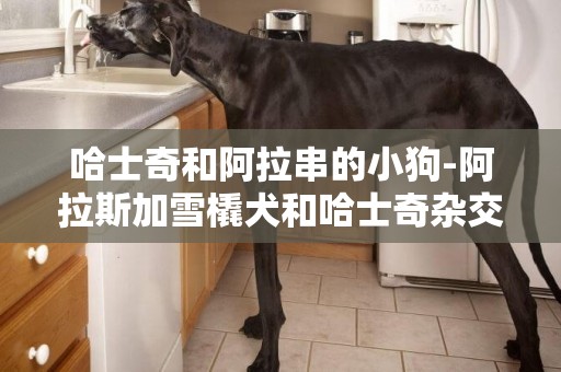哈士奇和阿拉串的小狗-阿拉斯加雪橇犬和哈士奇雜交品種！！！