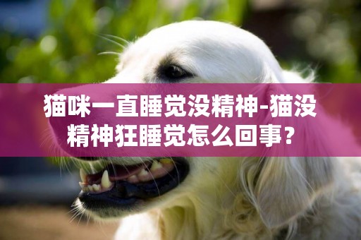 貓咪一直睡覺沒精神-貓沒精神狂睡覺怎么回事？