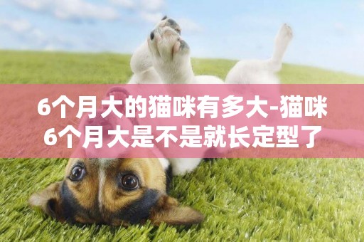 6個月大的貓咪有多大-貓咪6個月大是不是就長定型了