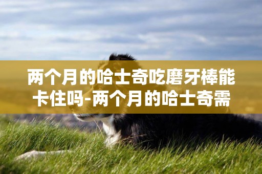 兩個月的哈士奇吃磨牙棒能卡住嗎-兩個月的哈士奇需要磨牙嗎