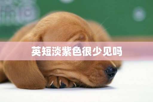 英短淡紫色很少見嗎