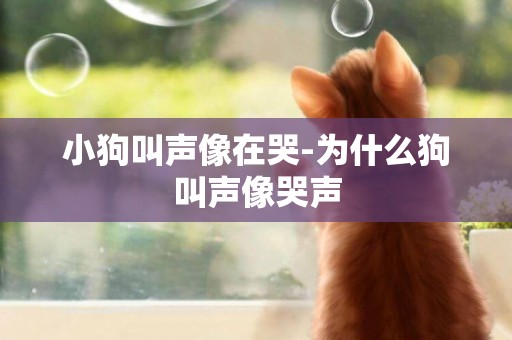 小狗叫聲像在哭-為什么狗叫聲像哭聲