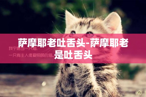 薩摩耶老吐舌頭-薩摩耶老是吐舌頭