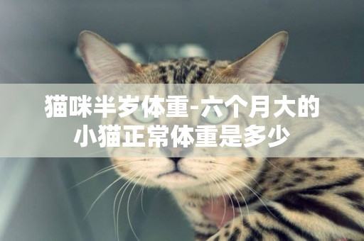 貓咪半歲體重-六個月大的小貓正常體重是多少
