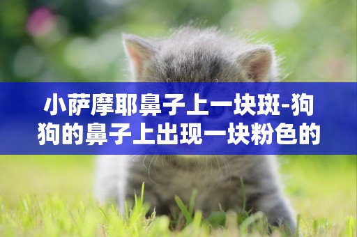 小薩摩耶鼻子上一塊斑-狗狗的鼻子上出現一塊粉色的斑點，那是什么？