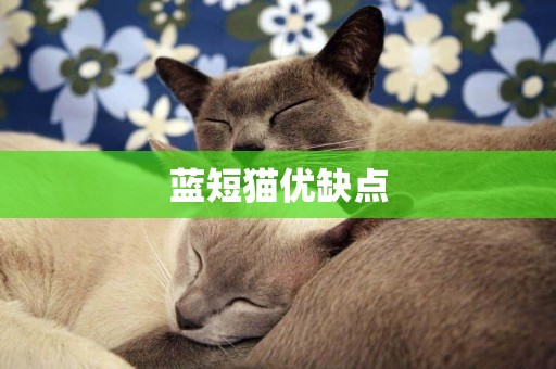 藍短貓優缺點