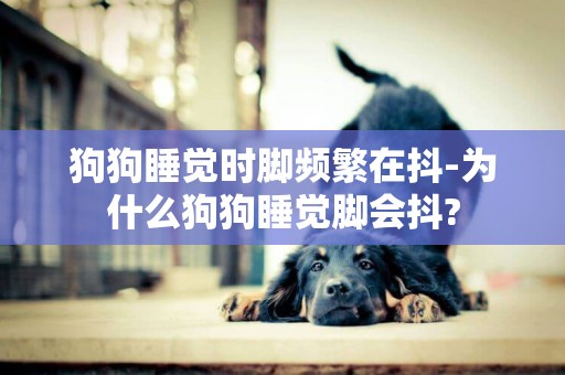 狗狗睡覺時腳頻繁在抖-為什么狗狗睡覺腳會抖?