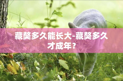 藏獒多久能長大-藏獒多久才成年？