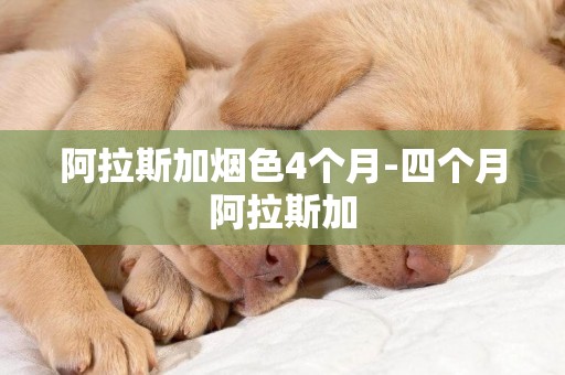 阿拉斯加煙色4個月-四個月阿拉斯加
