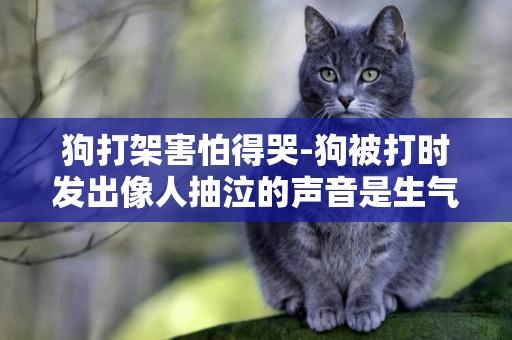狗打架害怕得哭-狗被打時發出像人抽泣的聲音是生氣還是害怕