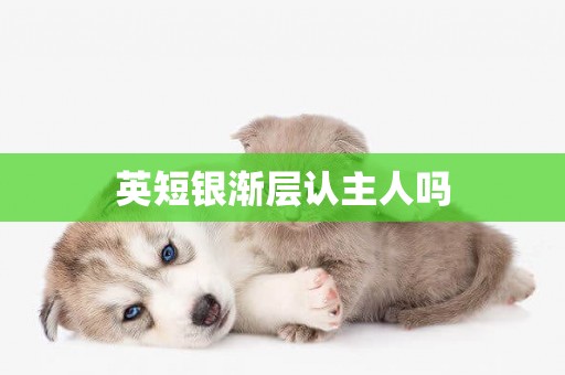 英短銀漸層認主人嗎