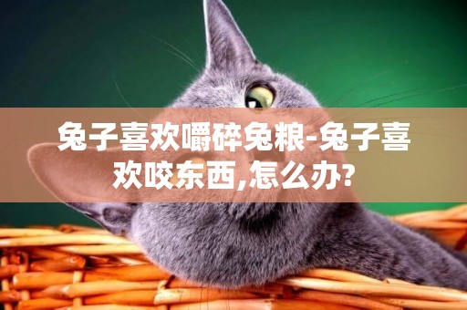 兔子喜歡嚼碎兔糧-兔子喜歡咬東西,怎么辦?