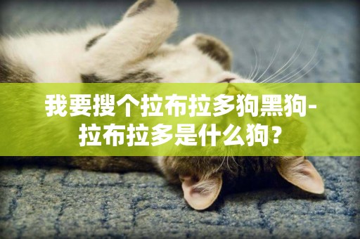 我要搜個拉布拉多狗黑狗-拉布拉多是什么狗？